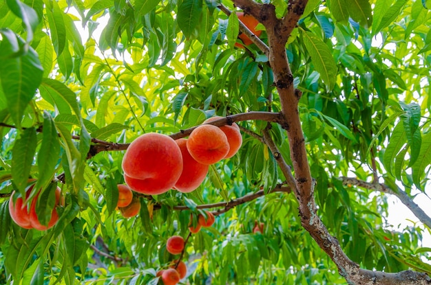 Un árbol de melocotón con un montón de melocotones maduros colgando de él.