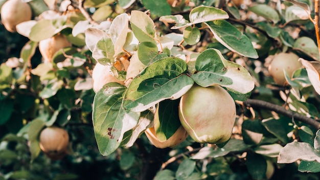 Arbol de membrillo dando frutos