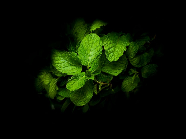 Foto Árbol de menta en fondo negro menta verde hierbabuena