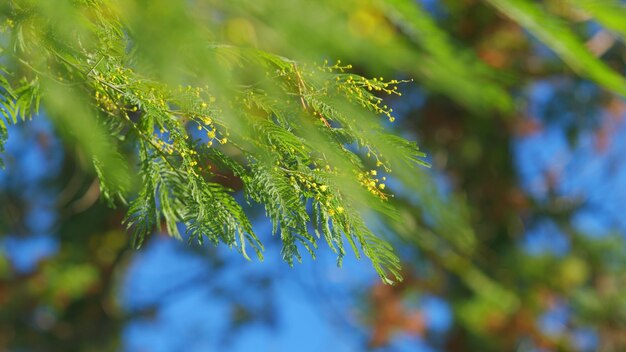 El árbol de mimosa en flor a principios de la primavera las flores de mimosa la acacia dealbata o el acacia plateada las flores amarillas