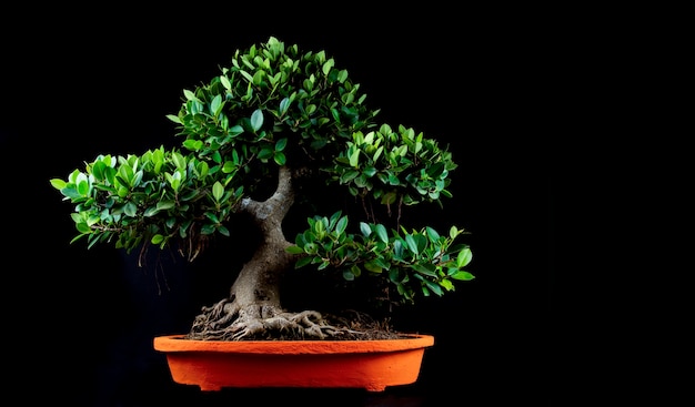 Un árbol en miniatura bonsai tradicional japonés en una olla aislado sobre un fondo negro