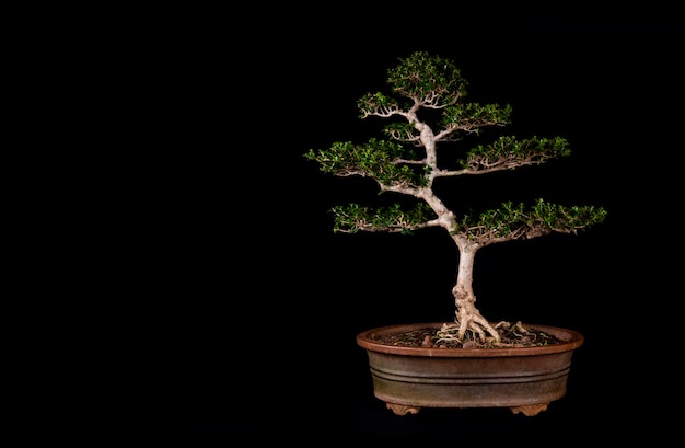 Un árbol en miniatura bonsai tradicional japonés en una olla aislado sobre un fondo negro