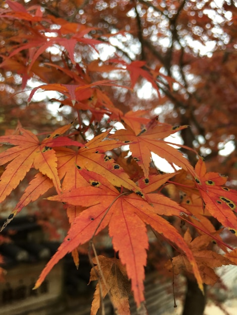 El árbol Momiji