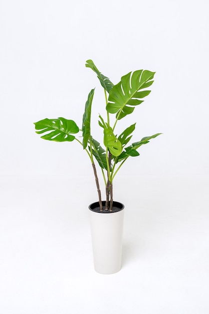 Árbol de monstera decorativo plantado maceta de plástico blanco sobre fondo blanco.