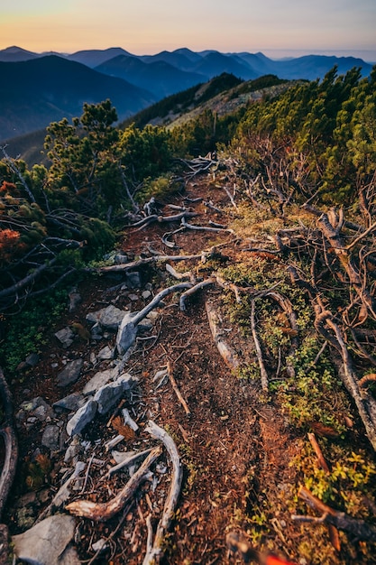 Un árbol con una montaña al fondo.