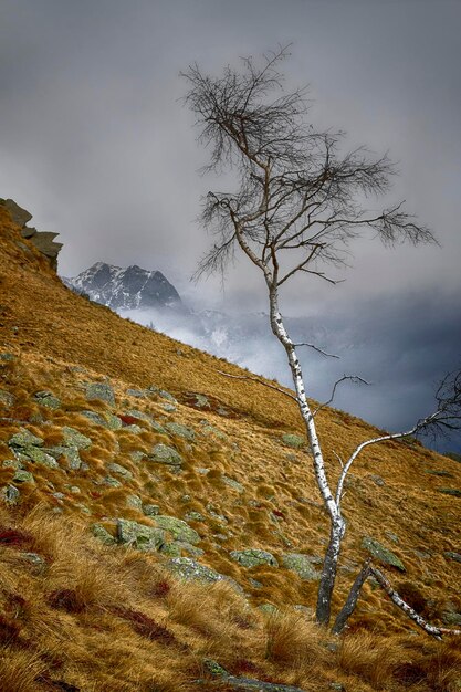 Un árbol con una montaña al fondo.