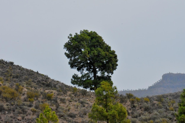 Foto Árbol en la montaña contra el cielo despejado