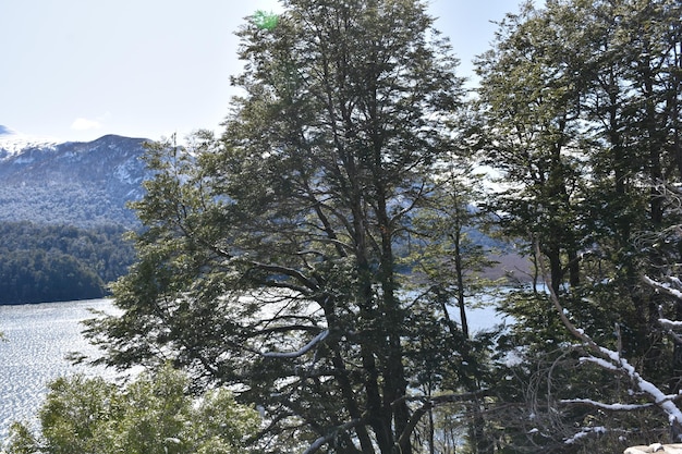 Foto un árbol con una montaña en el fondo