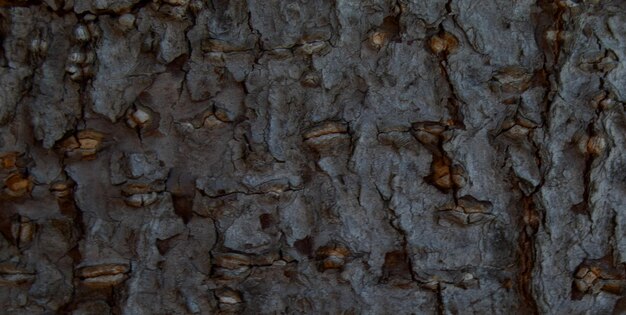 Un árbol con muchas conchas en él.