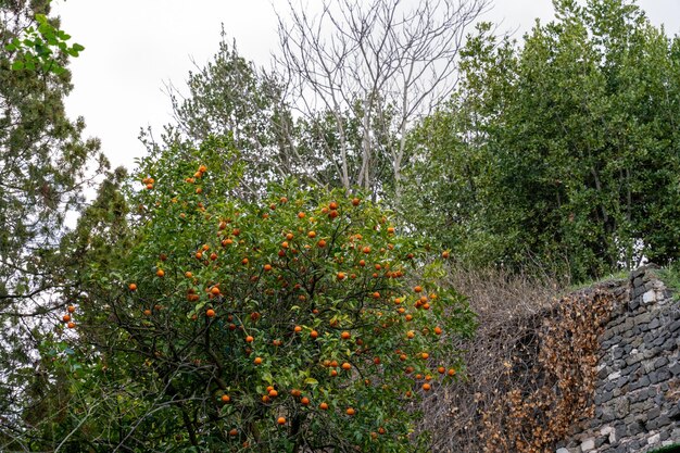 Un árbol con muchas naranjas en él