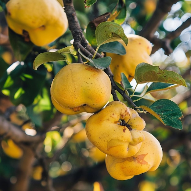 Foto un árbol con muchos frutos que son amarillos y verdes