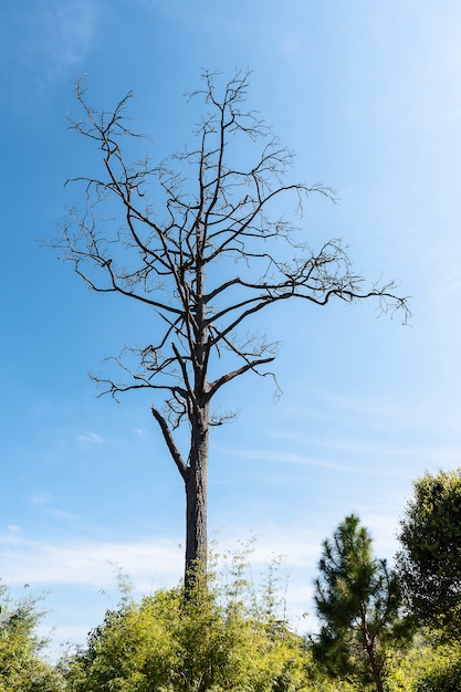 Foto Árbol muerto en el bosque.