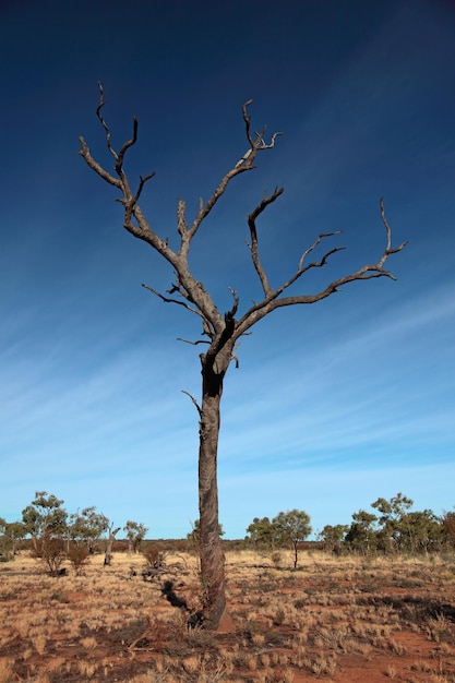 Árbol muerto en el campo contra el cielo