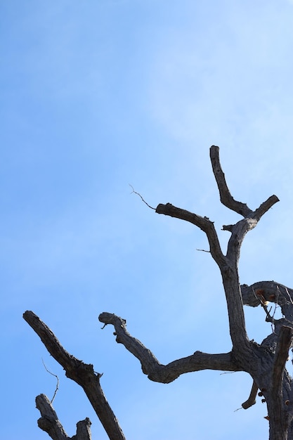 árbol muerto en el cielo