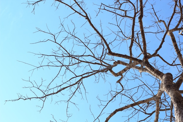 árbol muerto contra el cielo azul