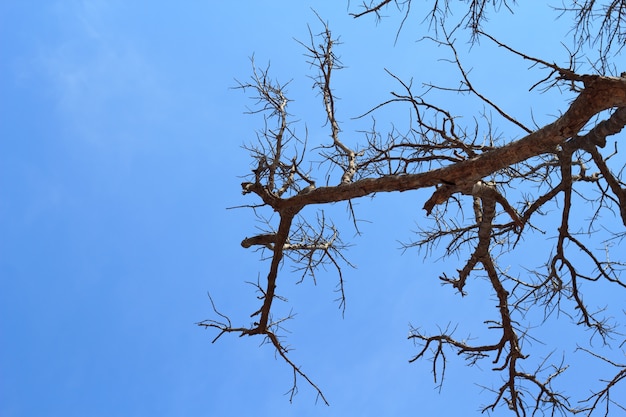 árbol muerto contra el cielo azul