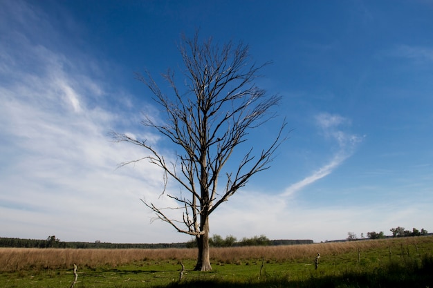 árbol muerto en el paisaje de campo