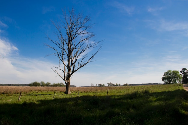 árbol muerto en el paisaje de campo