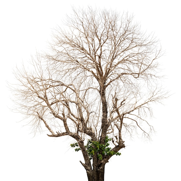 Foto Árbol muerto y seco aislado en blanco