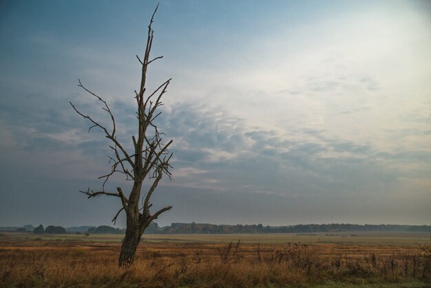 Árbol muerto y seco en un campo