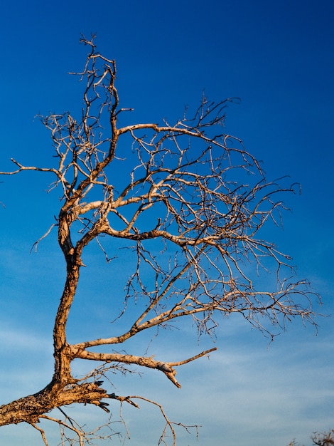 Foto Árbol muerto, silueta de fondo del árbol