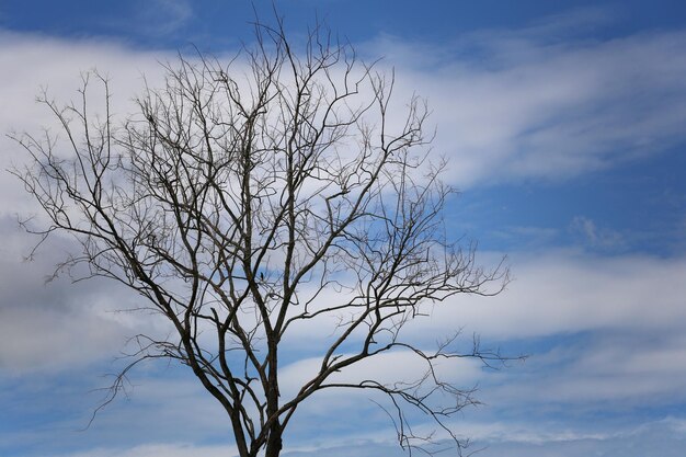 Foto Árbol muerto sobre el fondo del cielo azul