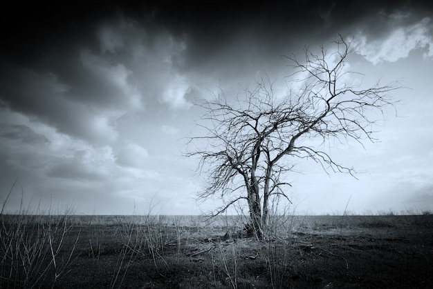 Árbol muerto solitario