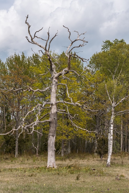 Foto un árbol muerto está solo en un bosque en primavera. suecia central.