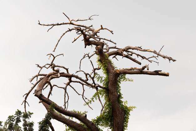 Un árbol muerto y sus ramas en otoño.