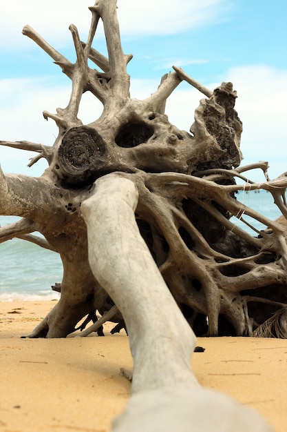 Foto Árbol muerto