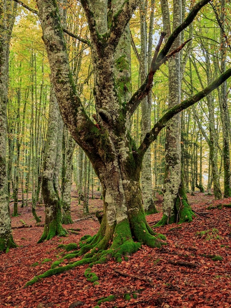 Foto un árbol con musgo y el árbol tiene raíces.