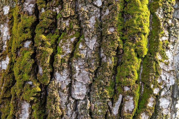 Un árbol con musgo y la corteza está cubierta de musgo.