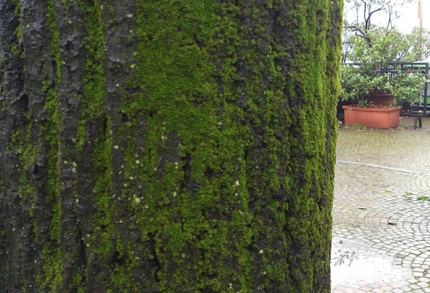 Un árbol con musgo en él