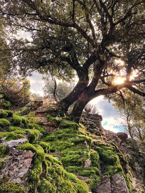 Un árbol con musgo y el sol brillando sobre él.