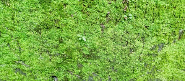 Foto un árbol de musgo verde con un pequeño árbol en el fondo