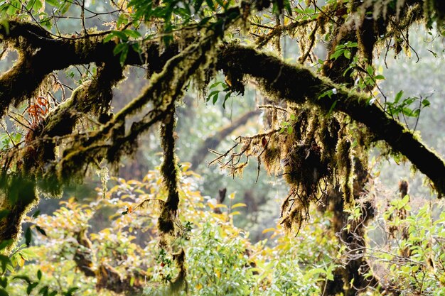 Foto un árbol con musgo en él