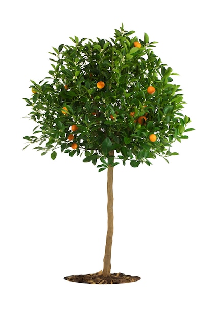 Foto Árbol de naranja o mandarina con frutas y flores aislado sobre un fondo blanco.