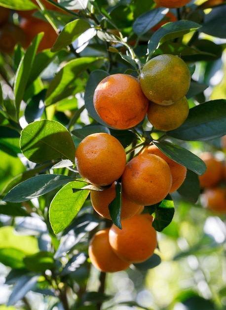 Foto Árbol de naranja