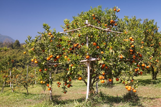 Foto Árbol de naranja