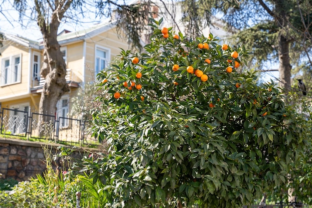 Un árbol con naranjas en él está en frente de una casa