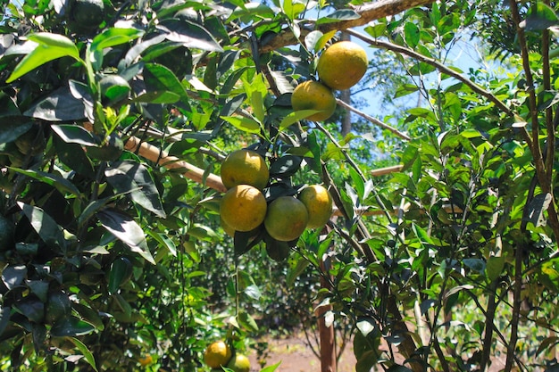 Un árbol con naranjas y otras frutas.