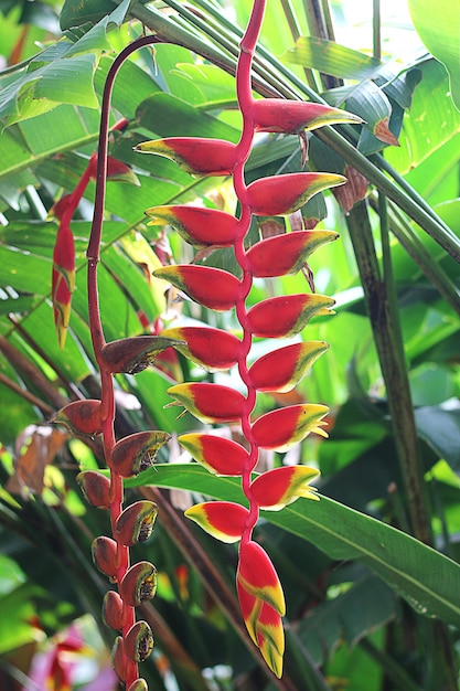 árbol naturaleza planta flor de navidad berry hoja de pino flora rama arbusto rojo decoración de jardín