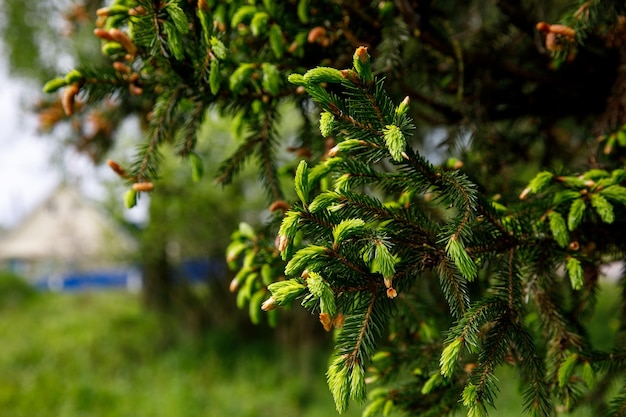 Árbol de Navidad joven en primavera con agujas verdes y conos frescos