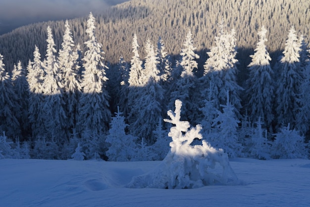 árbol de navidad en la nieve