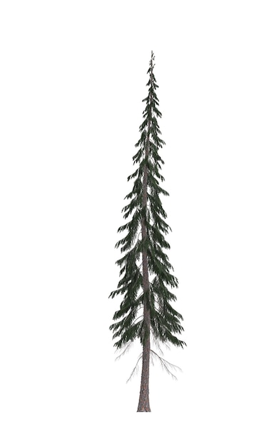 Árbol de navidad de pino verde aislado sobre fondo blanco Diseño de banner Ilustración 3D cg render