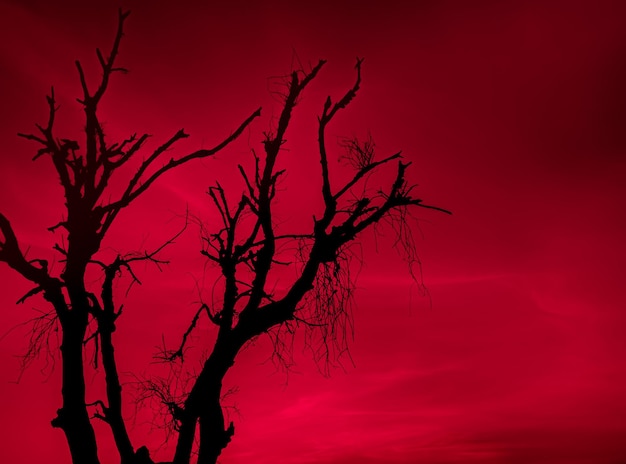 árbol negro seco sin hojas con cielo rojo sangre espeluznante. Fondo de naturaleza de árbol de terror de miedo para Halloween