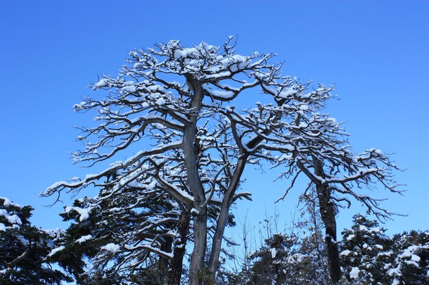 árbol nevado y bosque de Panticosa, pueblo de montaña en estación de esquí de Formigal