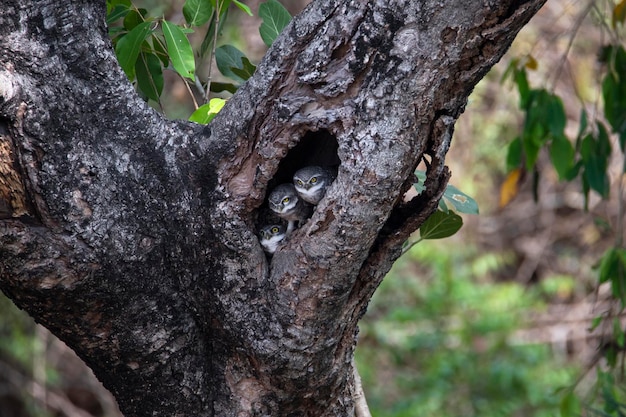 Un árbol con un nido en él.