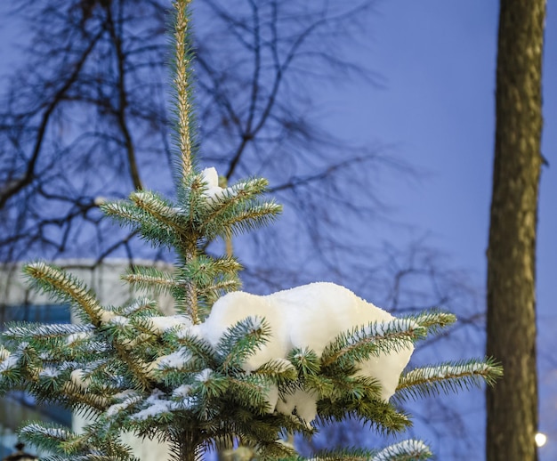 Un árbol con nieve y un árbol con un cielo azul detrás.