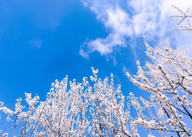 Un árbol con nieve y el cielo es azul y blanco.